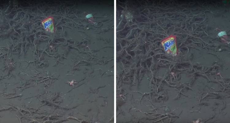 Un buque científico encontró, durante una excursión por aguas chilenas en El Quiso, un envase de Kapo, en perfecto estado.