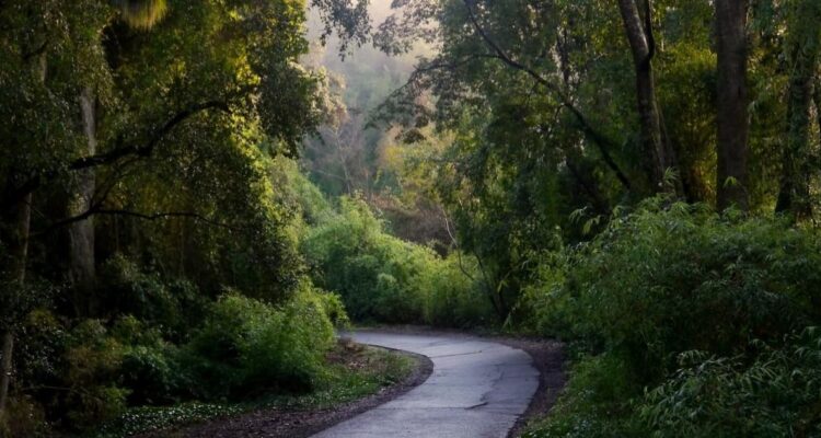 Qué parques nacionales tendrán entradas gratuitas esta semana en cada región de Chile y cómo o dónde obtener tus entradas gratis para el acceso liberado.