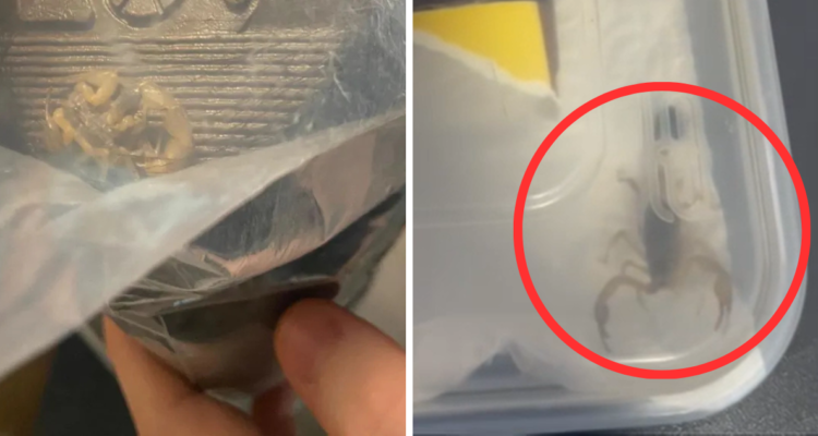 “Aterrador”: joven británica compró unas botas por Shein y le llegaron con un escorpión chino venenoso