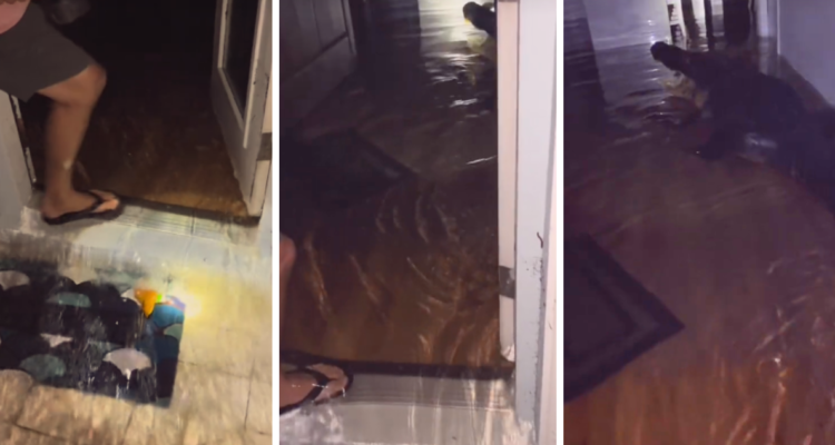 Una familia encontró un cocodrilo al interior de su casa, luego de que esta se inundara por el paso del catastrófico huracán Helene.