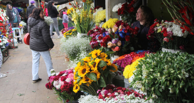 Se acerca fecha de más venta de flores en Chile y detallan cuáles son las más comercializadas