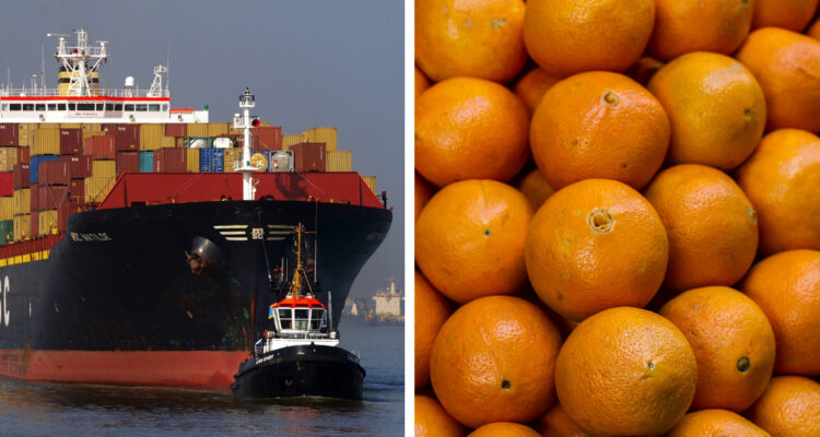 Mega huelga portuaria en EEUU pone en riesgo más de 10 mil toneladas de envíos de fruta chilena