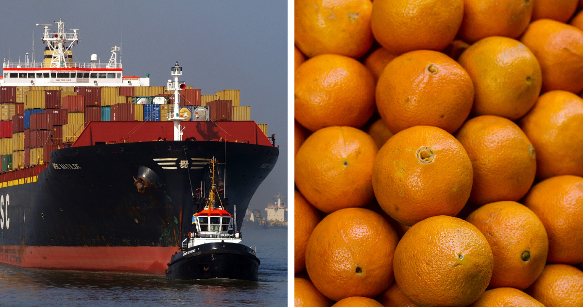 Mega huelga portuaria en EEUU pone en riesgo más de 10 mil toneladas de envíos de fruta chilena