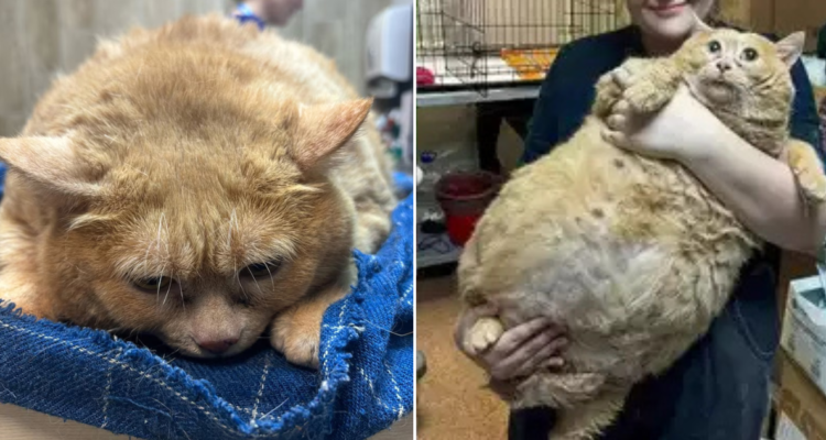 Muerte del gatito Crumbs