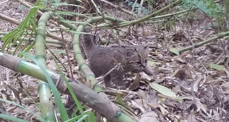 Foto de un gato güiña
