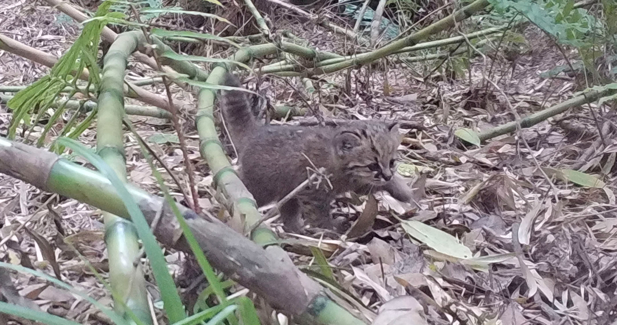 Foto de un gato güiña
