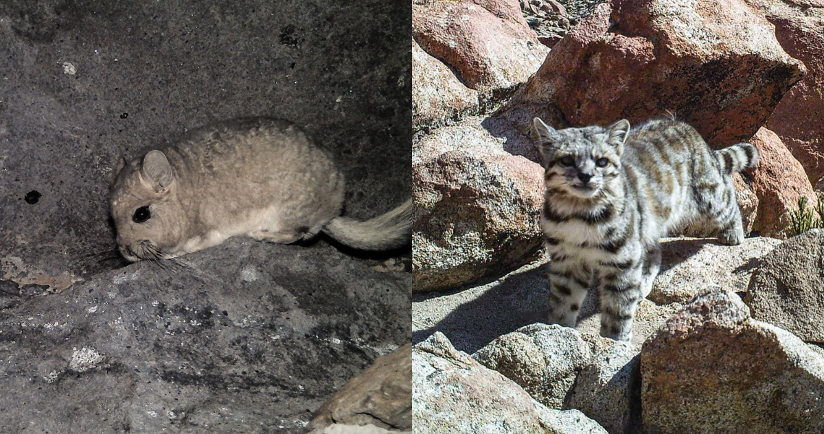 Animales amenazados por la minería en Chile