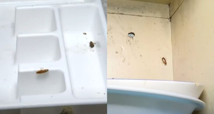 Hallan plaga de insectos en hogar de ancianos en San Ramón: no tenían permiso para operar