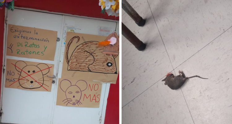 Fecas y roedores en las aulas: trabajadoras de jardín infantil en Concepción acusan plaga de ratones