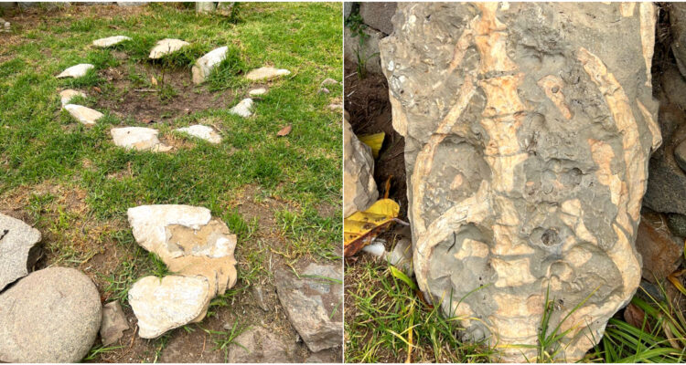 Incautan 150 restos paleontológicos usados por hombre como ornamentación en su jardín: fue detenido
