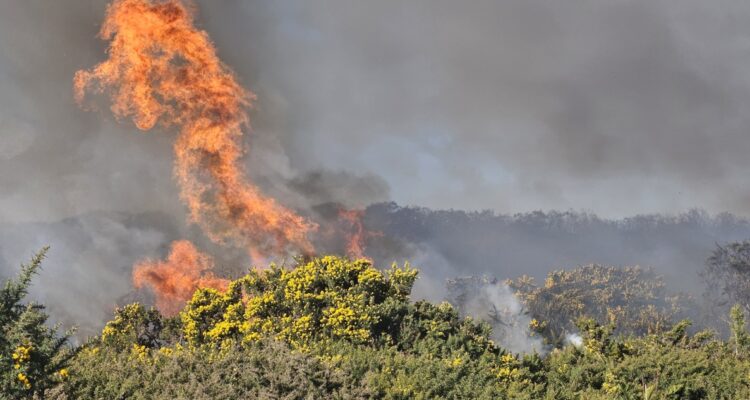 Incendio forestal en Puerto Montt