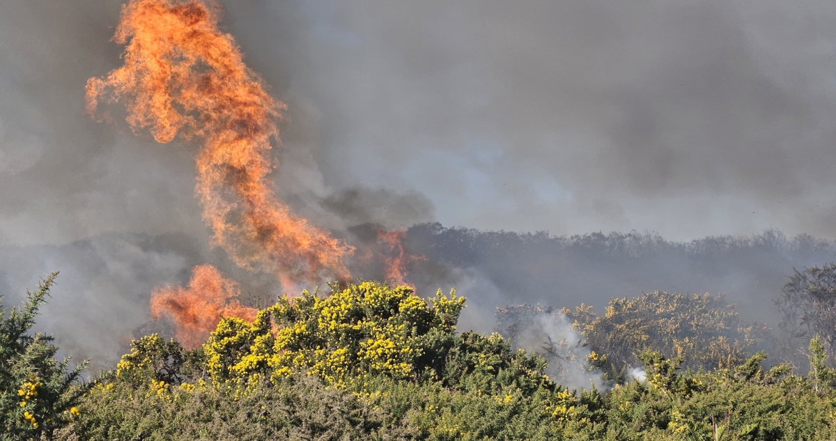 Incendio forestal en Puerto Montt