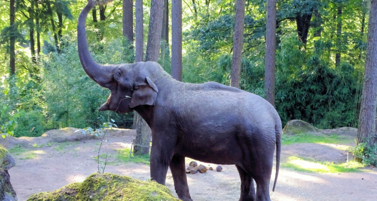 Un hombre murió al ser pisado por un elefante mientras intentaba tomarse una foto junto a él, en la India.