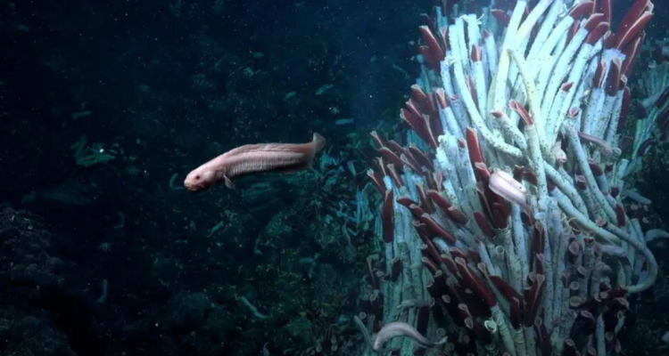 Peces, gusanos, moluscos y caracoles fueron algunas de las especies encontradas en este remoto lugar | DW