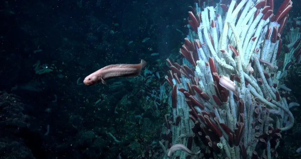 Peces, gusanos, moluscos y caracoles fueron algunas de las especies encontradas en este remoto lugar | DW