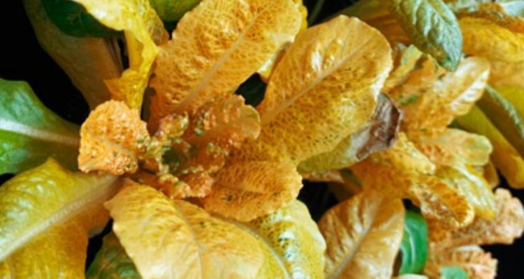 Nuevo tipo de lechuga dorada