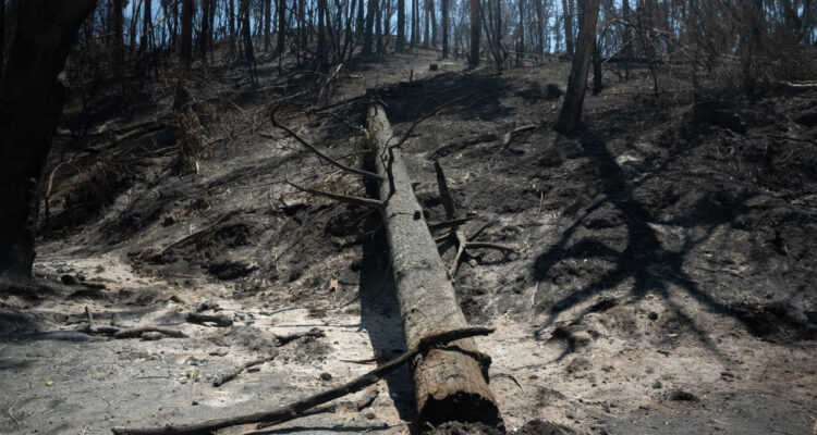 ley de presupuesto 2025