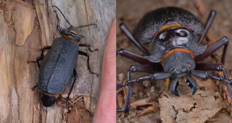 Escarabajo más grande de Chile
