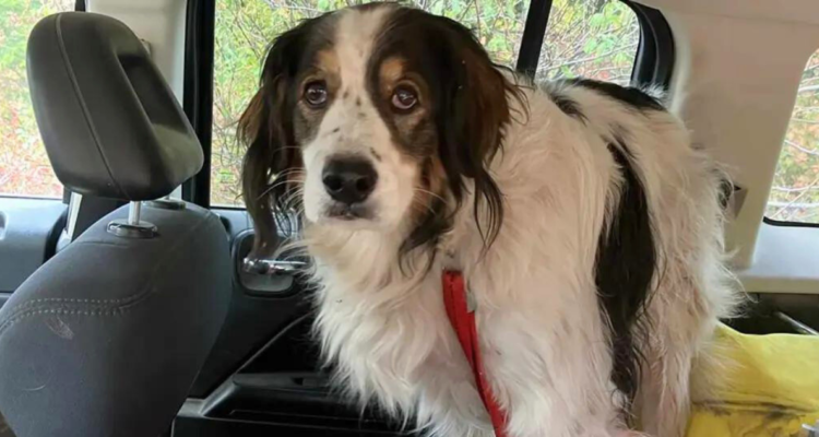 Perrita de rescate salva a adulto mayor que pasó horas pidiendo ayuda tras caerse en un bosque de EE.UU