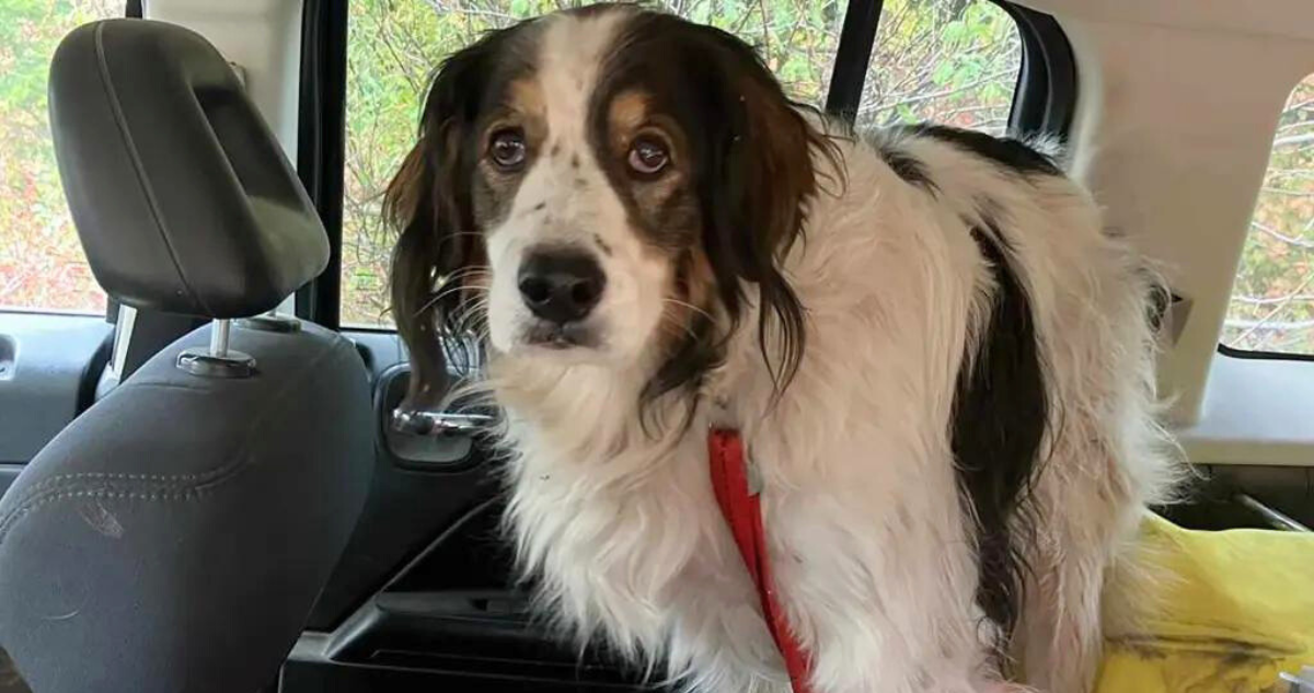 Perrita de rescate salva a adulto mayor que pasó horas pidiendo ayuda tras caerse en un bosque de EE.UU