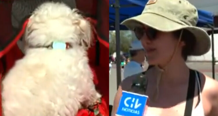 Mujer que fue a votar con su perrito en coche