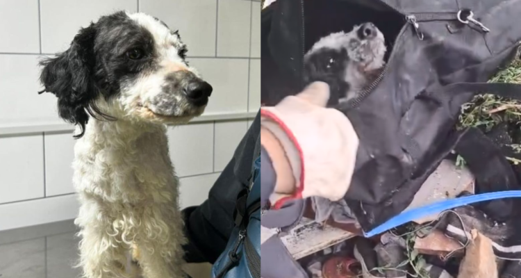 PDI busca al responsable que dejó a un perro con el hocico amarrado dentro de una mochila en Renca