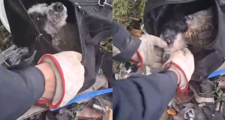 “Lo trataron como basura”: perro con hocico amarrado fue abandonado dentro de una mochila en Renca