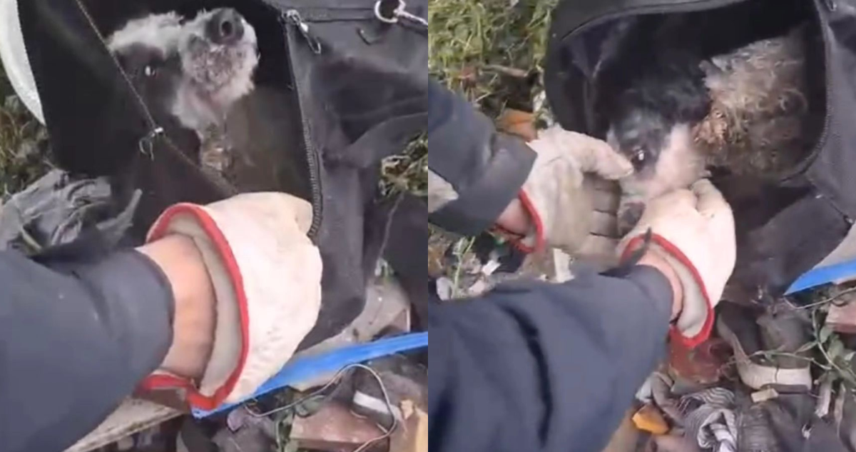 “Lo trataron como basura”: perro con hocico amarrado fue abandonado dentro de una mochila en Renca