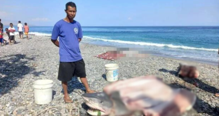 Un pescador encontró partes de un cuerpo humano al interior de un tiburón en un país del del Sudeste Asiático. Autoridades creen que se trataría una mujer desaparecida desde septiembre en Indonesia.