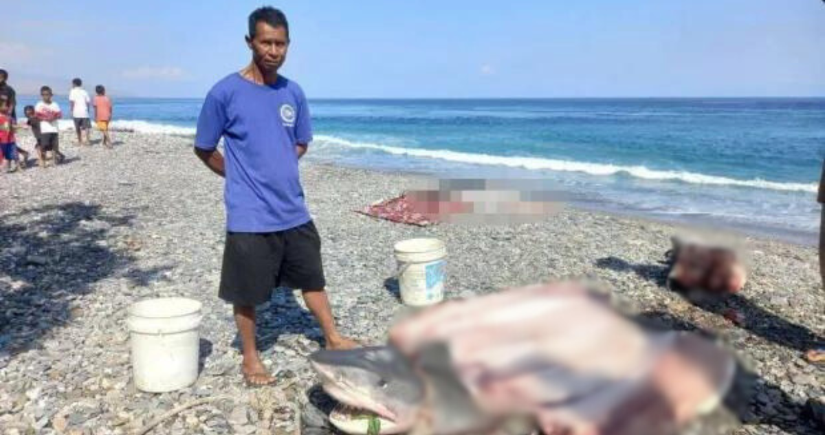 Un pescador encontró partes de un cuerpo humano al interior de un tiburón en un país del del Sudeste Asiático. Autoridades creen que se trataría una mujer desaparecida desde septiembre en Indonesia.