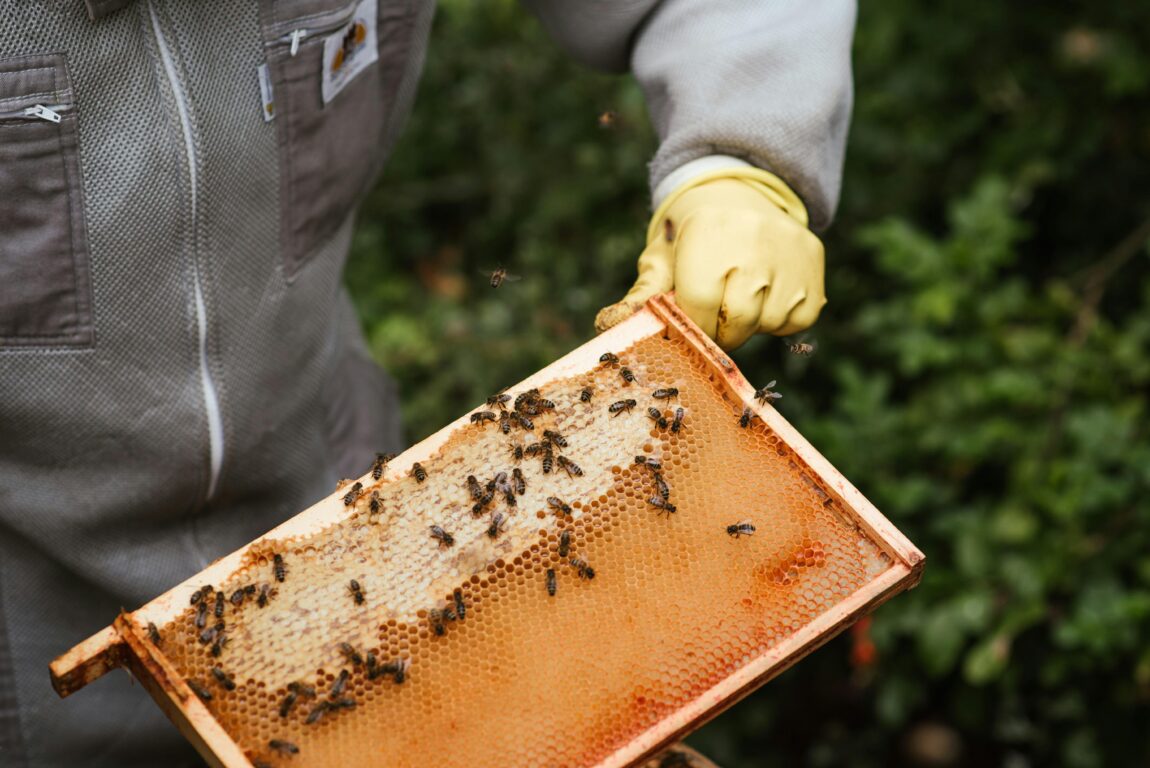 La abeja con mayor distribución en el mundo está desapareciendo de Latinoamérica a un ritmo alarmante