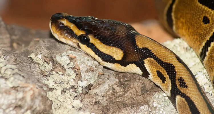 Tras casi un mes: hallan pitón extraviada en Valparaíso… en el mismo departamento donde se perdió