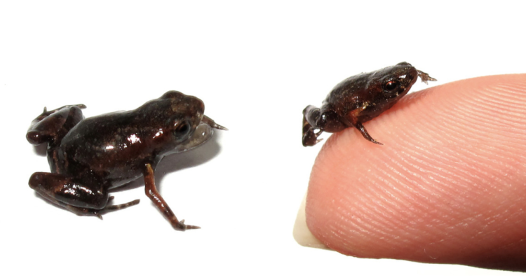 Fotos de la rana miniatura B. dacnis