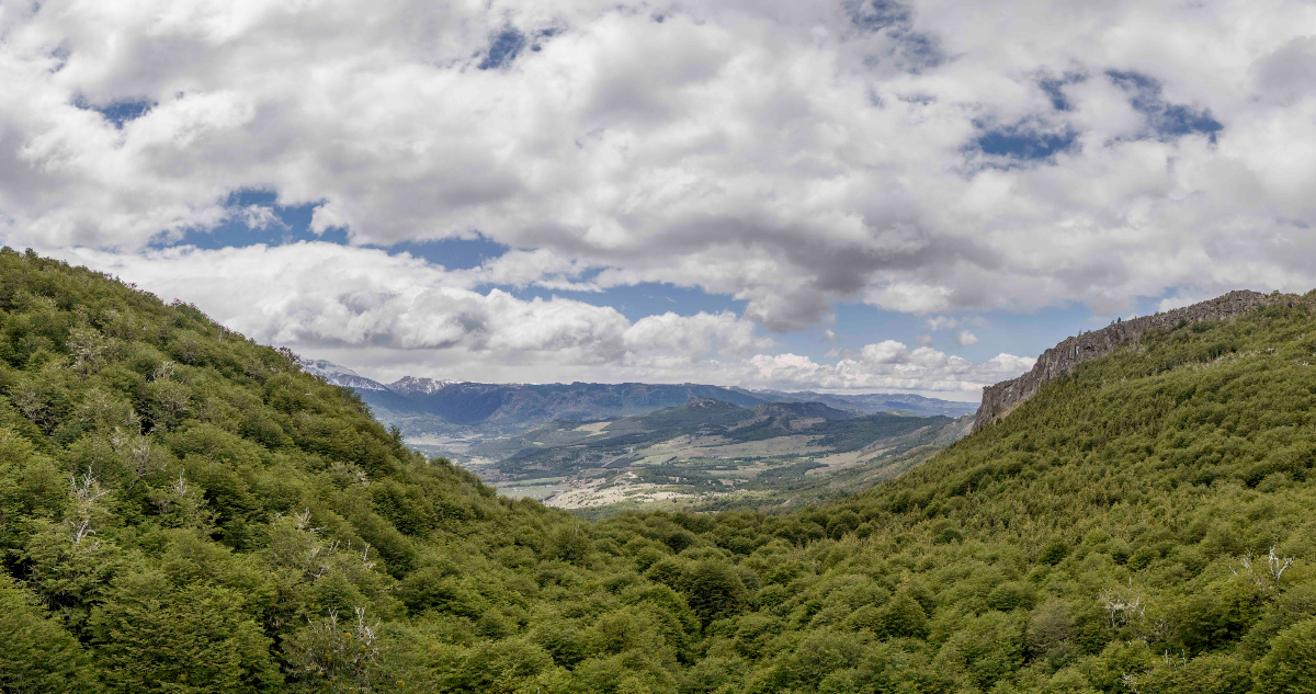 Proyecto Patagonia: la inédita iniciativa verde que CMPC presentó en la COP sobre Biodiversidad