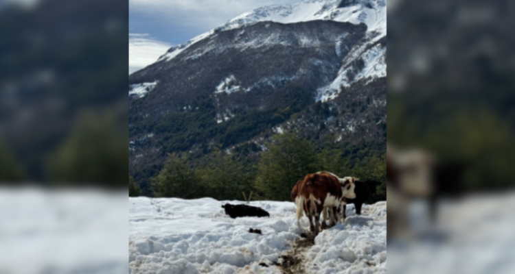 Emergencia Agrícola Cochamó