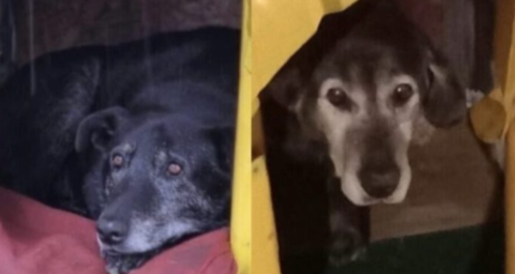 Perros comunitarios Valdivia