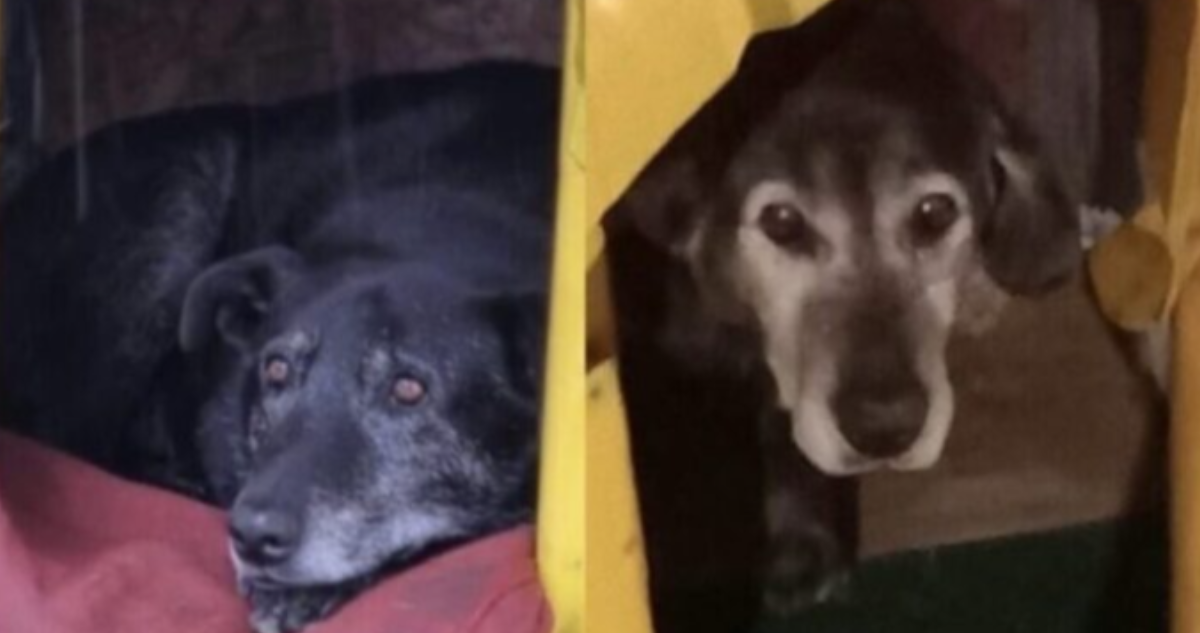 Perros comunitarios Valdivia