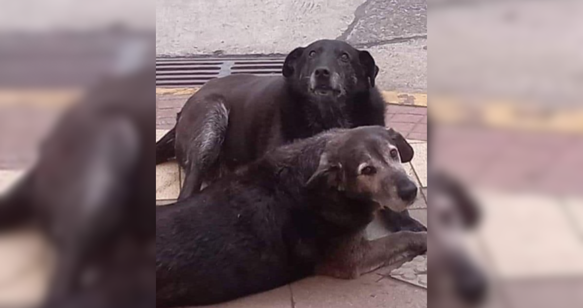 Preparación de juicio muerte de perros comunitarios de Valdivia