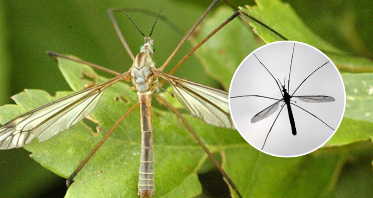 Típulas o “zancudos gigantes”