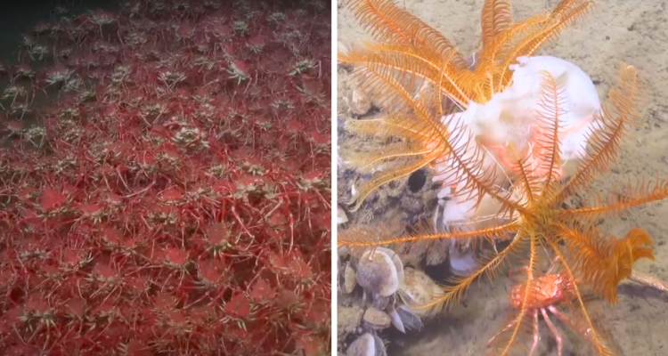 Un buque científico captó imágenes del fondo marino chileno en San Antonio, donde investigadores se han encontrado con un ecosistema alienígena.