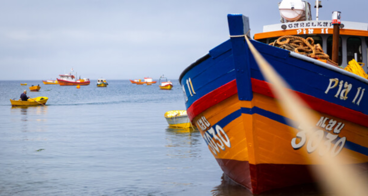 Bío Bío: división en mundo pesquero artesanal ante posibilidad de volver a capturar jibia en la región