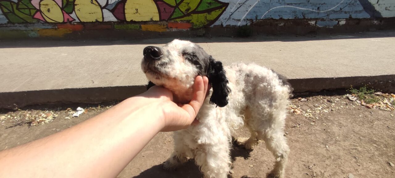 Terry perro abandonado en Renca