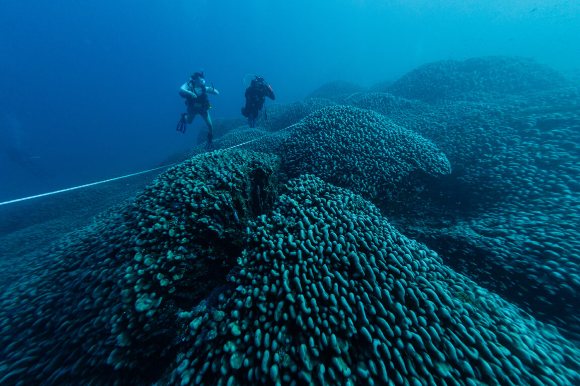 Coral más grande del mundo