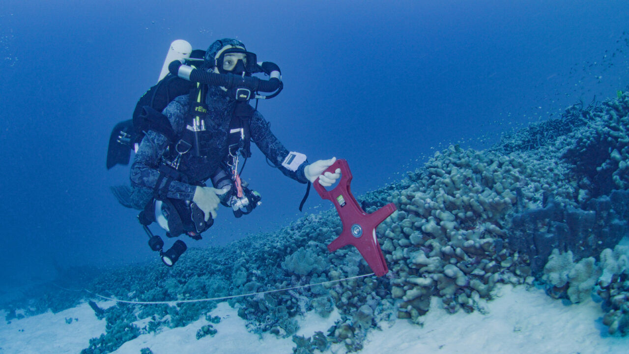 Coral más grande del mundo