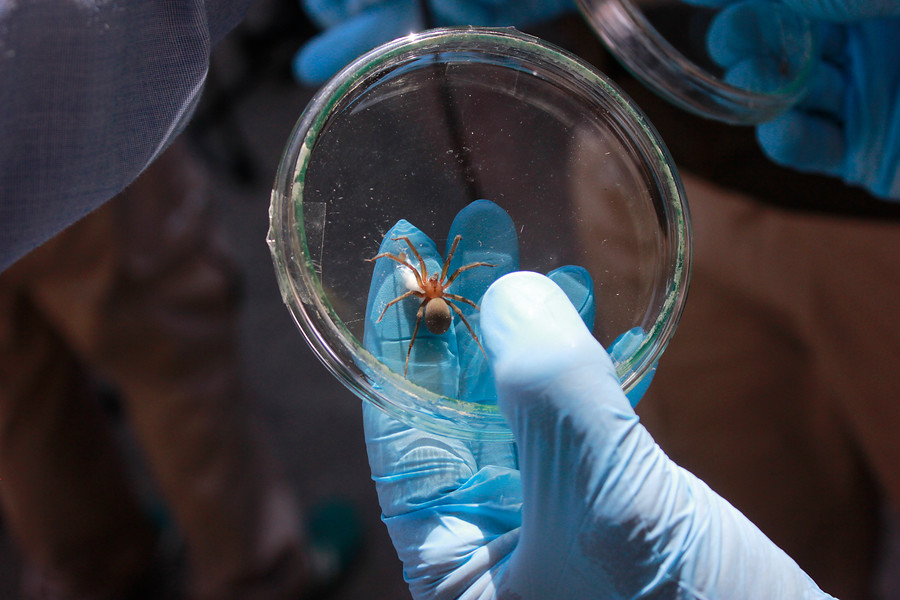 Araña de rincón hembra