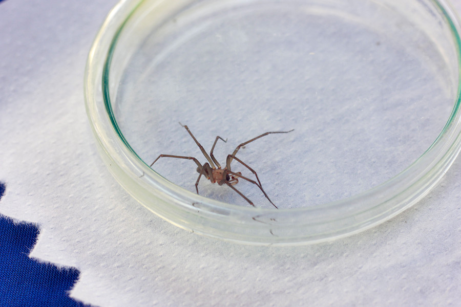 Araña de rincón macho