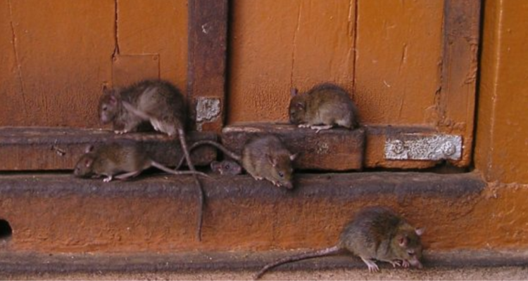 Prohíben funcionamiento de Liceo en Quellón por presencia de fecas de ratones y otras deficiencias