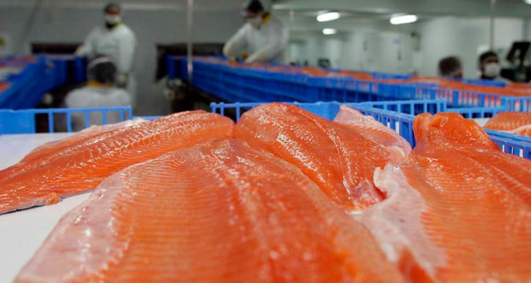 Consejo del Salmón califica como un “llamado de alerta” baja en exportaciones de recurso marino