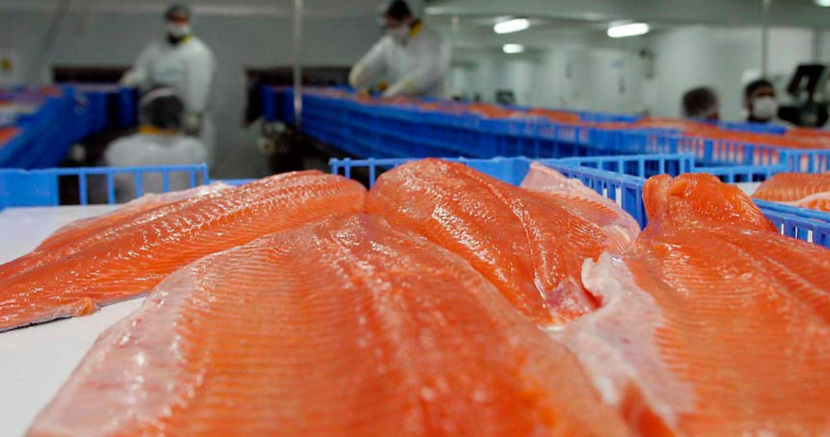 Consejo del Salmón califica como un “llamado de alerta” baja en exportaciones de recurso marino