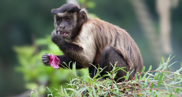 Estudio afirma que animales salvajes “se embriagan” al consumir fruta fermentada para obtener calorías